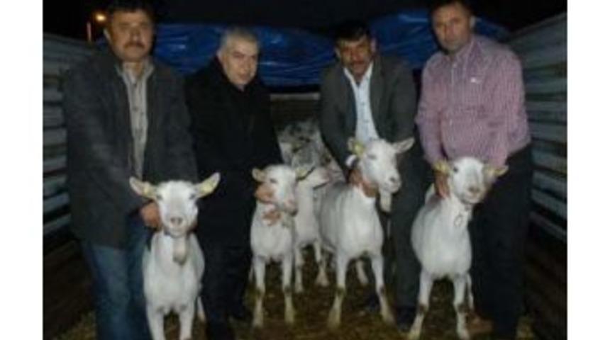 Dağ K&ouml;yleri Saanen Ke&ccedil;ileri Ile Kalkınacak