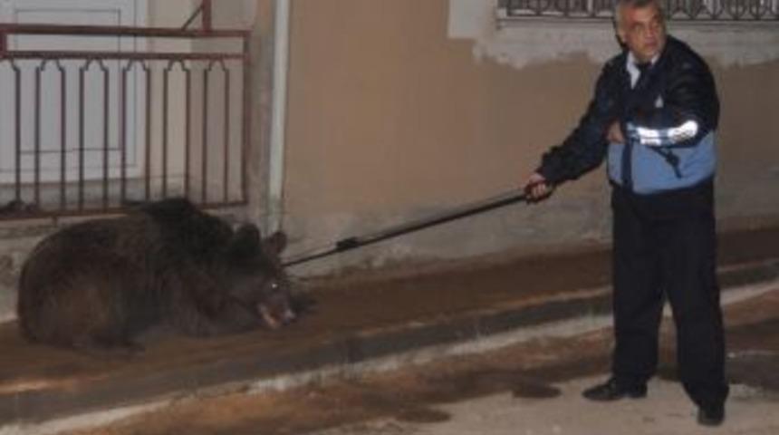 İşte Ayıların Şehre İnmesinin Sebebi