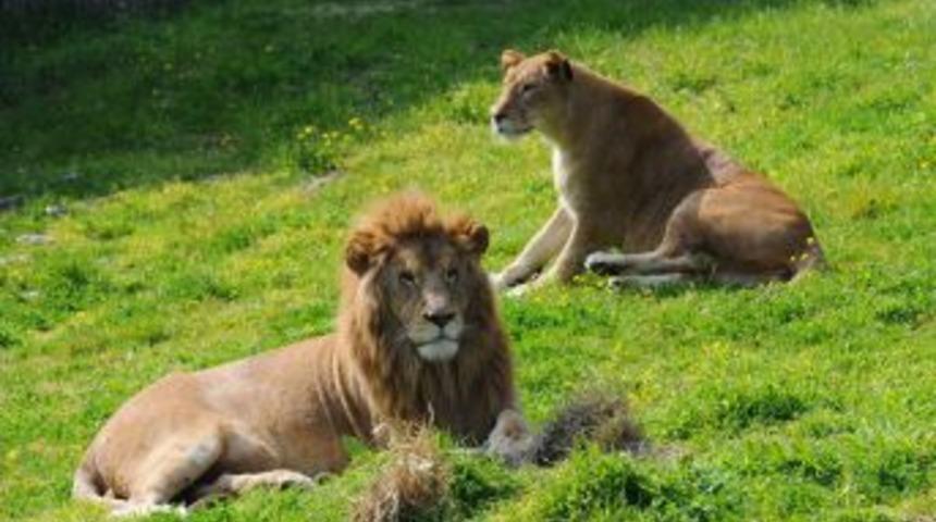 İzmir Doğal Yaşam Parkı'nın Ziyaret&ccedil;i Sayısı 79 Şehrin N&uuml;fusunu Aştı