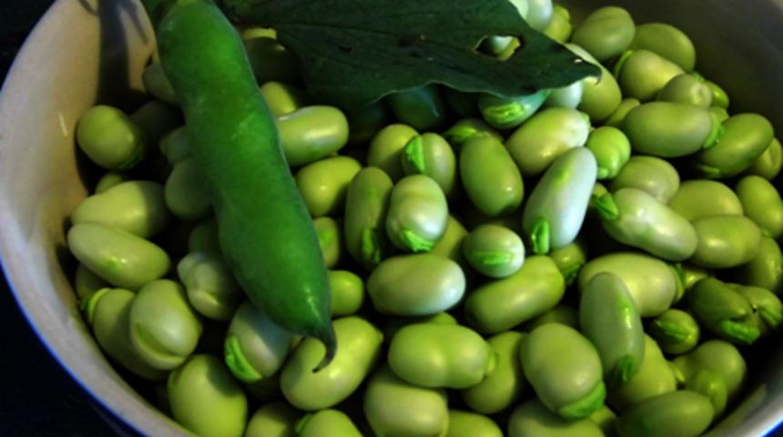 B&ouml;brek dostu baklanın faydaları