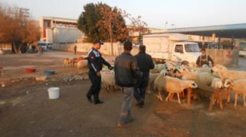 Canlı Hayvan Satıcılarına Zabıta Operasyonu