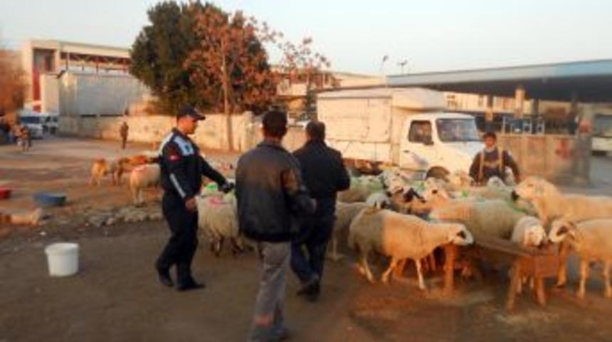 Zabıtadan Canlı Hayvan Satıcılarına Operasyon