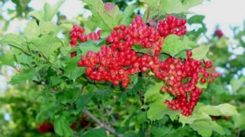 Melikgazi Belediyesi Gilaburu &Uuml;reticisini Destekleyecek