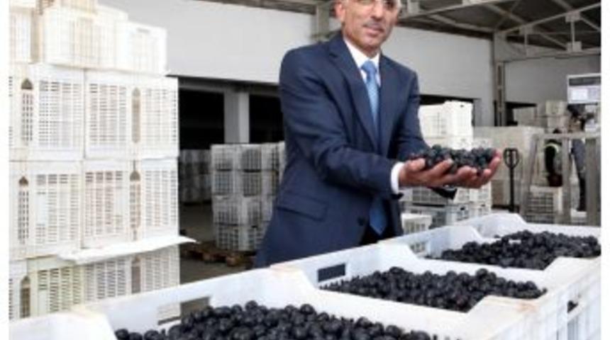 Marmarabirlik, &Uuml;r&uuml;n Alımlarını Sonlandırıyor