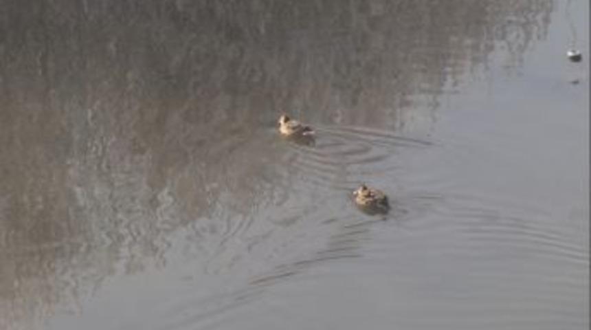 Kura Nehri'nin Sevimli Misafirleri