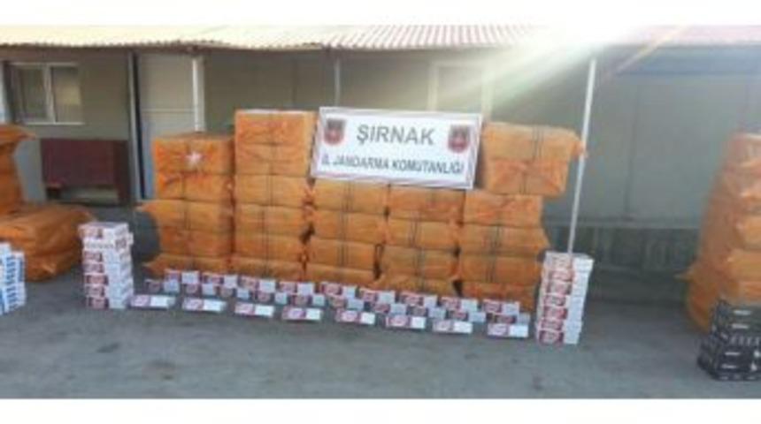 Kömür Yüklü Kamyonda 80 Bin Paket Kaçak Sigara Ele Geçirildi