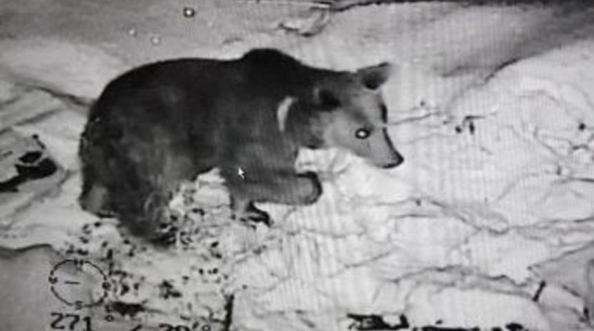 Bal Kovanlarına Saldıran Ayı İ&ccedil;in Elektrikli &Ccedil;it &Ccedil;ekti