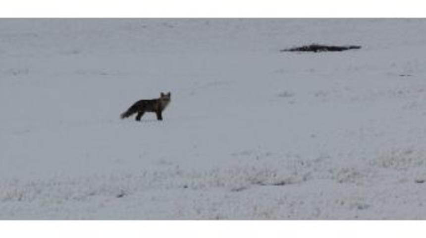 (&ouml;zel Haber) A&ccedil; Kalan Tilkiler Karayolu Kenarına Kadar İndi