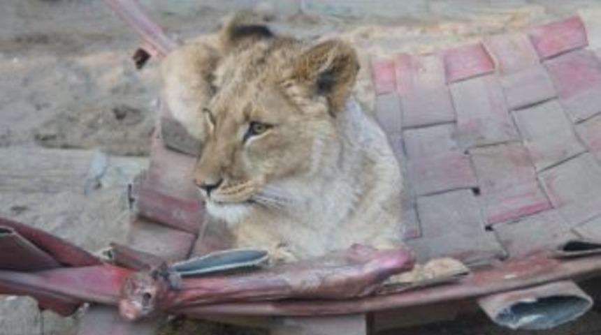 (&ouml;zel Haber) Yavru Aslanın Anne Sevinci
