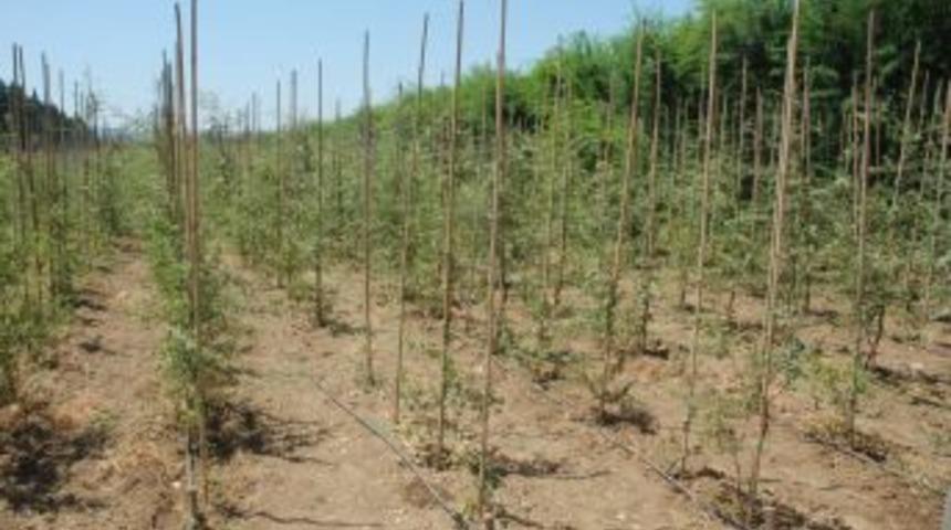 Fidan &Uuml;retimine Standart Geliyor