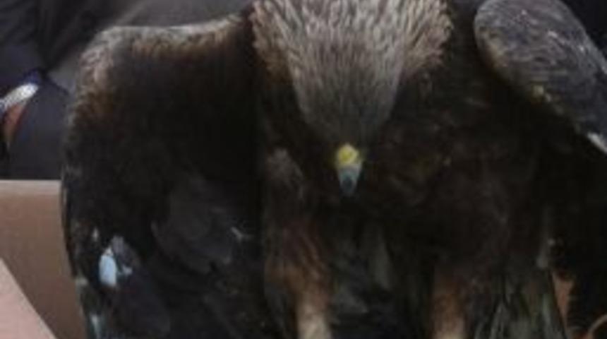 Donma Tehlikesi Ge&ccedil;iren Kartal Kurtarıldı