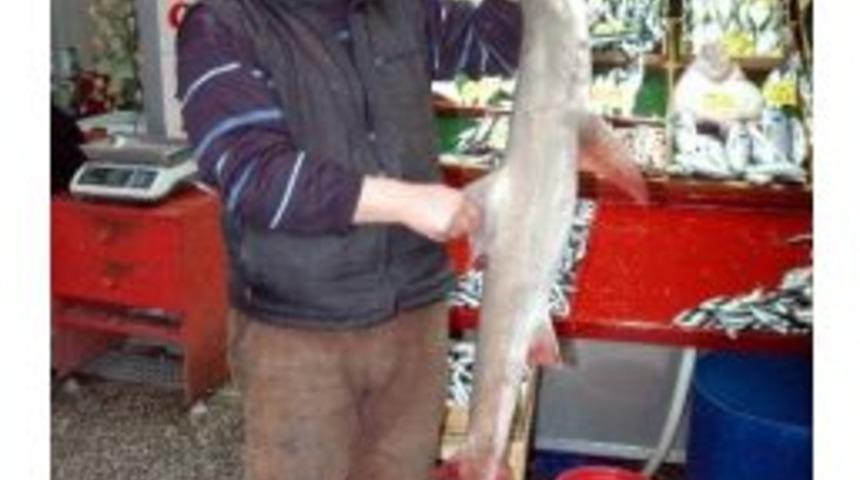 (&ouml;zel Haber) Hamsi Ağına K&ouml;pekbalıkları Takıldı