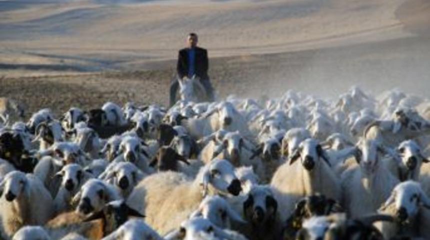 Sertifikalı &Ccedil;oban Olmak I&ccedil;in 760 Kişi Başvurdu