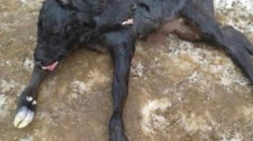 &Ccedil;ift Başlı Buzağı G&ouml;renleri Şaşırttı