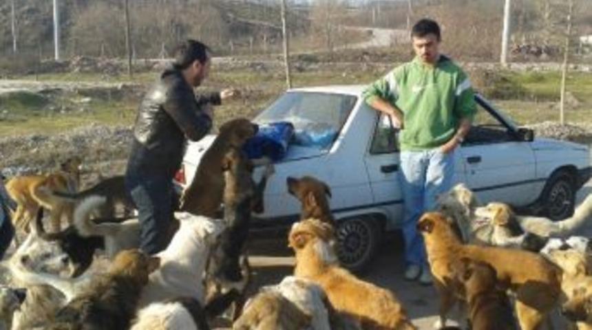 Sa&uuml; Haysev &Uuml;yeleri Sokak Hayvanlarını Besledi