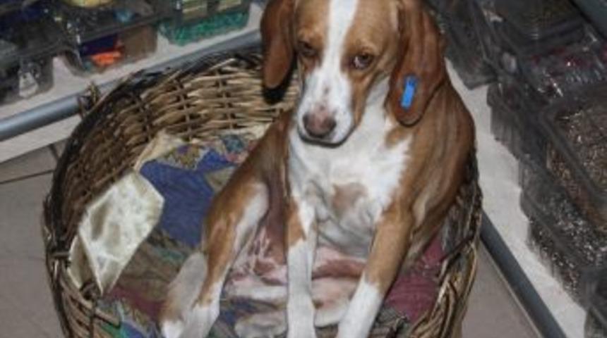 Hayvanları Koruna Derneği&rsquo;nin Yeni Başkanı Ayten K&ouml;kg&ouml;z Oldu