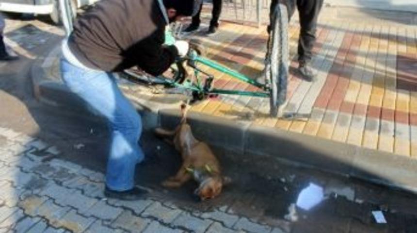 Kuduz K&ouml;pek Bisikletin Pedalına Takılınca Yakalandı