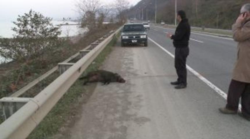 Ordu'da Domuz Kazaya Neden Oldu