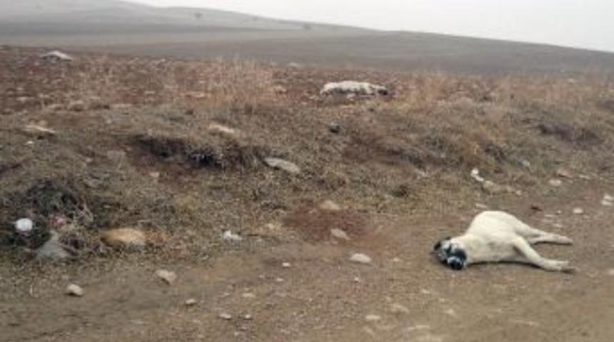 Ereğli&rsquo;de 20 K&ouml;pek Boş Arazide &Ouml;l&uuml; Bulundu