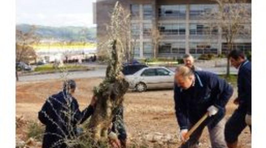 Kamp&uuml;s İ&ccedil;ine Anıt Zeytin Ağacı Dikildi
