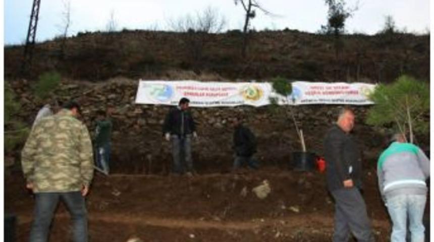 Yanan Ormanlar Yeniden Ağa&ccedil;landırılıyor