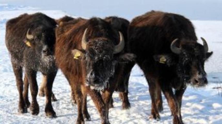 &Ccedil;aldıran&rsquo;da Hayat Buz Kesti