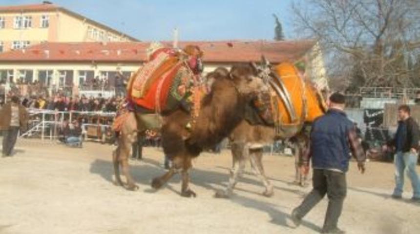 Karaağa&ccedil;&rsquo;ta Deve G&uuml;reşleri Heyecanı