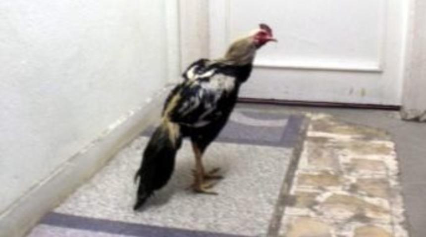 Horoz D&ouml;v&uuml;şt&uuml;renlere Su&ccedil;&uuml;st&uuml;