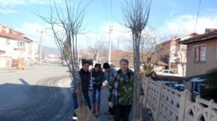 &Ccedil;aycuma Caddelerine 500 Adet Ihlamur Fidanı Dikildi