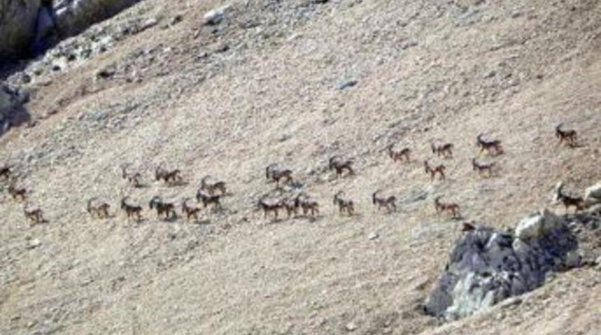 Adıyaman&rsquo;daki Dağ Ke&ccedil;isi Envanteri &Ccedil;ıkarıldı