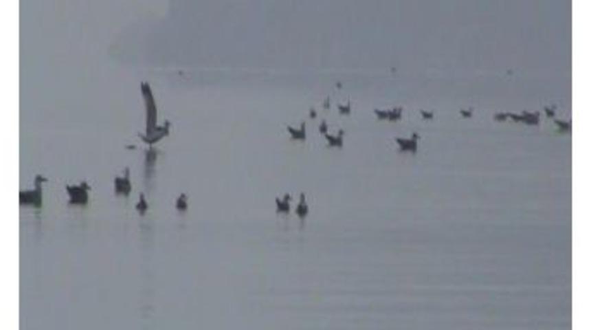 Marmaris&rsquo;te Martıların Deniz Keyfi G&ouml;rsel Ş&ouml;lene D&ouml;n&uuml;şt&uuml;