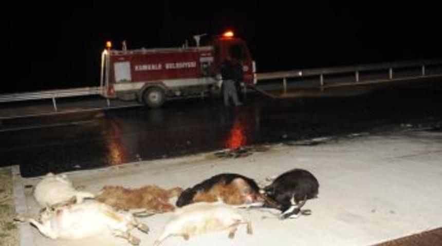 Otomobil S&uuml;r&uuml;ye &Ccedil;arptı: 13 Hayvan Telef Oldu