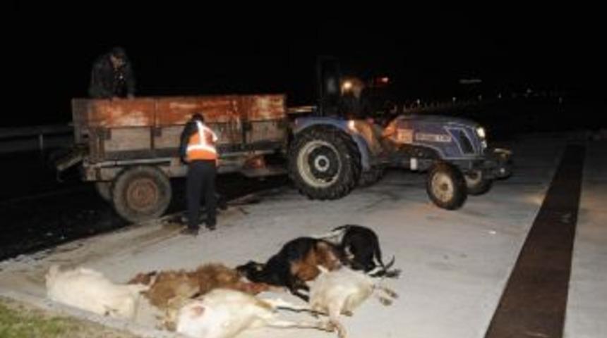 Otomobil Ke&ccedil;i S&uuml;r&uuml;s&uuml;ne &Ccedil;arptı, 13 Ke&ccedil;i Telef Oldu