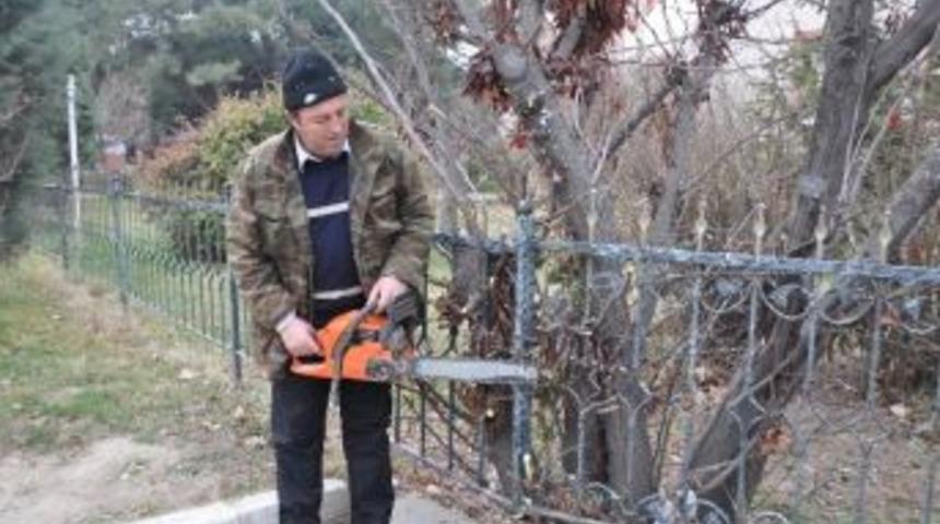 Kırklareli'de Ağa&ccedil;lar Budanıyor