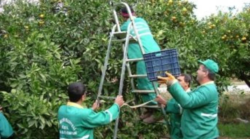 Belediye Bah&ccedil;esinde Yetişen Portakallar Okullara Dağıtıldı