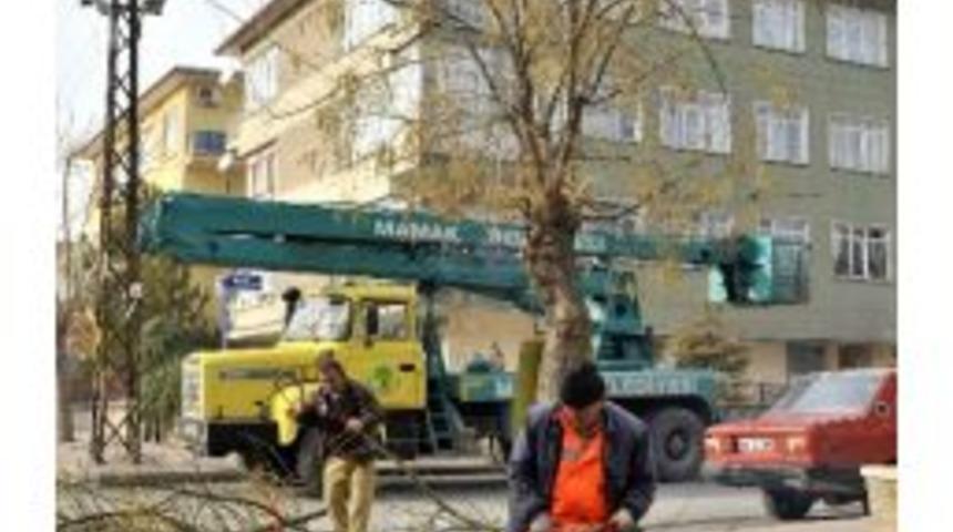 Mamak'ta Ağa&ccedil;lara Kış Bakımı