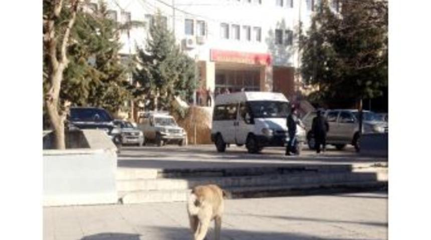 Silvan'da Başıboş K&ouml;pekler Tehlike Sa&ccedil;ıyor