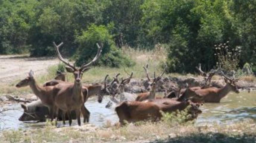 Uludağ &Uuml;niversitesi&rsquo;nden Giresun'a Geyik Nakli Yapılacak