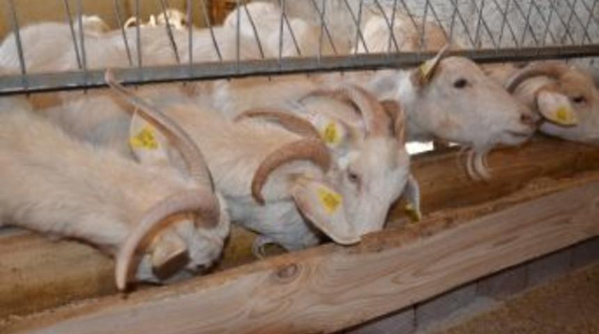 S&uuml;t Verimi Y&uuml;ksek Saanen Ke&ccedil;isi Islah &Ccedil;alışmaları Umut Veriyor