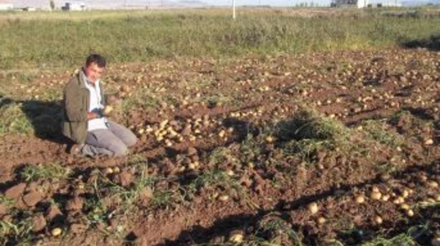 Niğdeli &Ccedil;ift&ccedil;iler, Patates Fiyatından Memnun