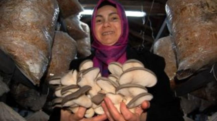 (&ouml;zel Haber) Mantar &Uuml;retmeyi Hayal Ederken Tesis Sahibi Oldu