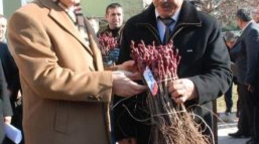 Tokat&rsquo;ta 115 Bin Asma Fidanı Dağıtıldı