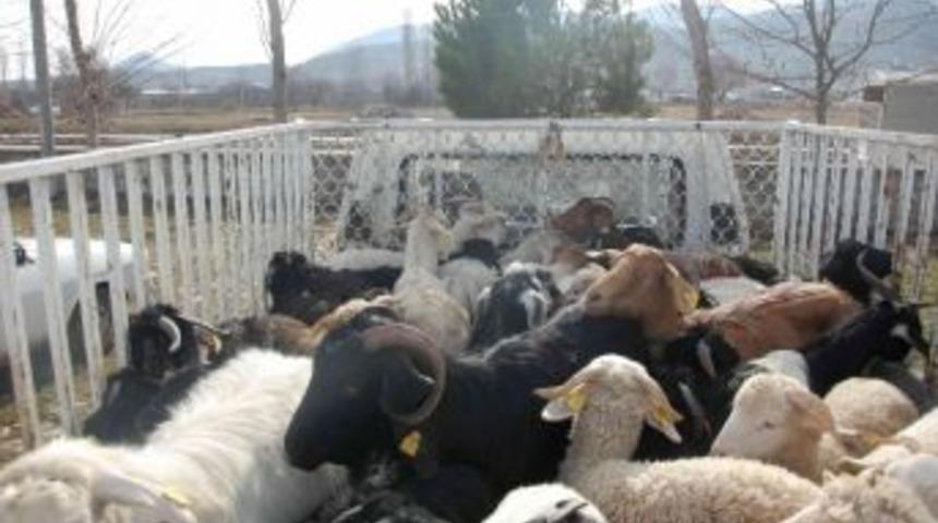 Ka&ccedil;ak Hayvan Sevkiyatına Jandarma Engeli