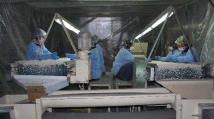 Kuru Fasulyedeki Fiyat Artışı