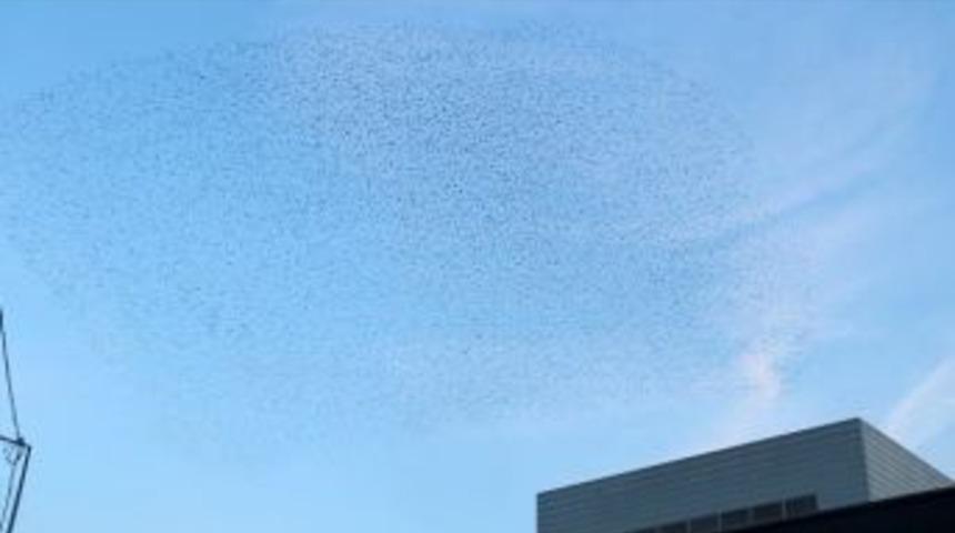 Bursa'da Sığırcık Kuşlarının Dansı