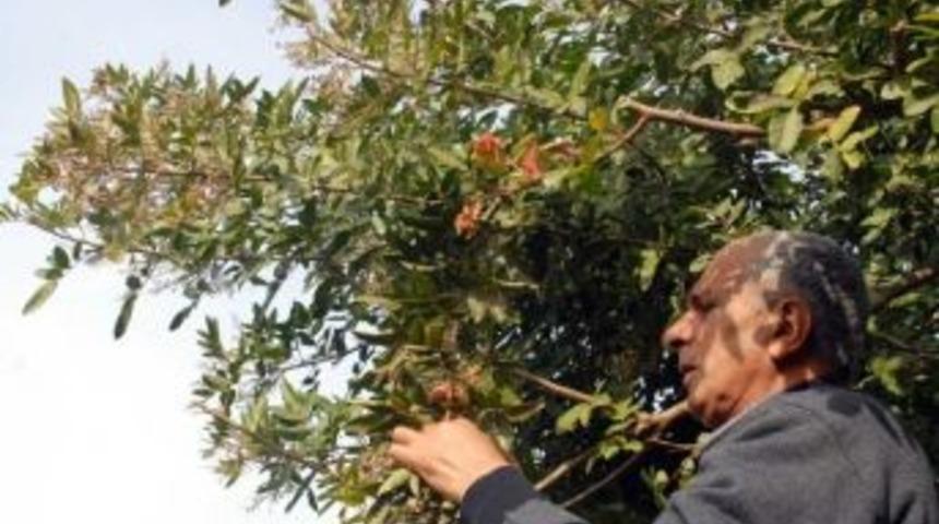 Şifa Kaynağı Brezilya Biberi Fethiye'de Yetiştirildi