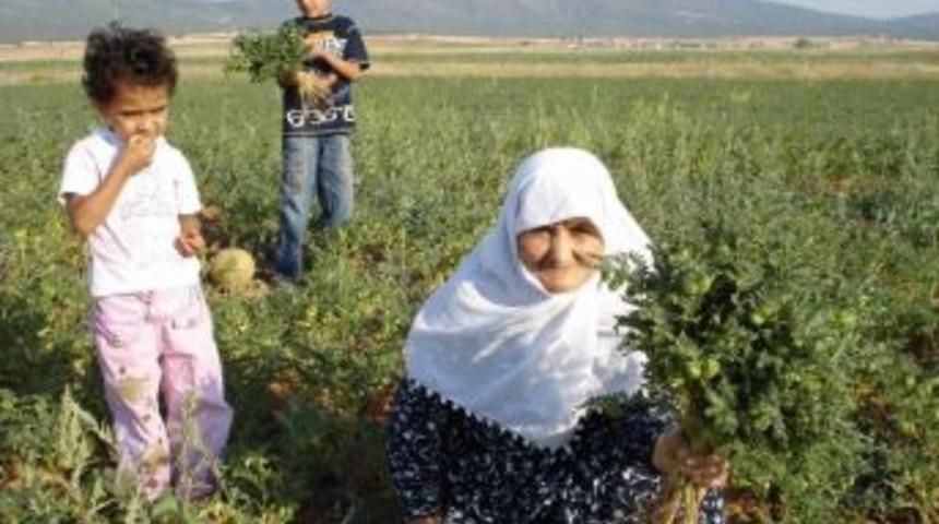 K&uuml;tahya Nohut &Uuml;retiminde Ege&rsquo;nin İkincisi