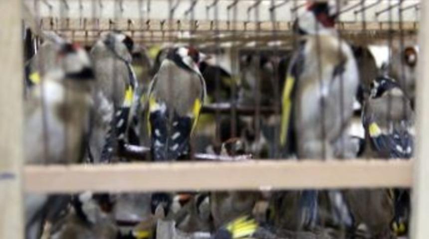 (&ouml;zel Haber) Ormancılardan &ldquo;saka Kuşu&rdquo; Operasyonu