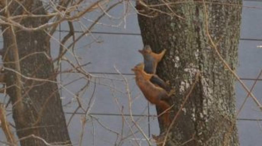Amasya &Uuml;niversitesi&rsquo;nin Maskot Sincapları