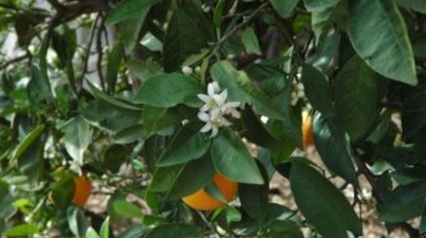 Ocak Ayında Papatyalar A&ccedil;tı